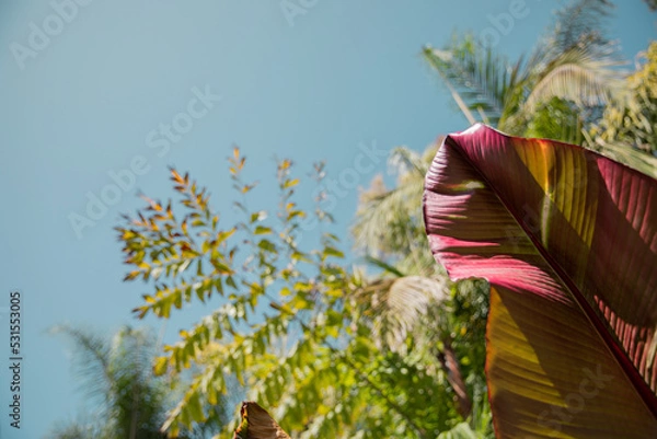 Obraz Tropical plants with sky