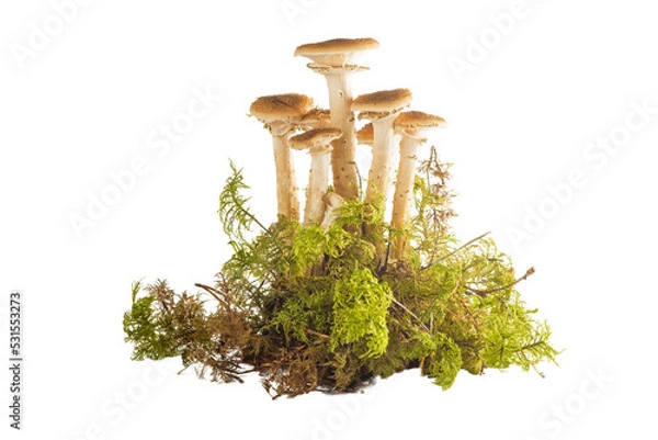 Fototapeta Group of brownish-beige autumn honey mushrooms with moss isolated on white background. Agaric mushrooms Armillaria mellea with round hat on thin stalks. Ingredient of dish, choice of flavor fillings