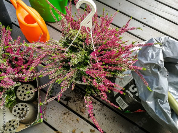 Obraz Planting heather
