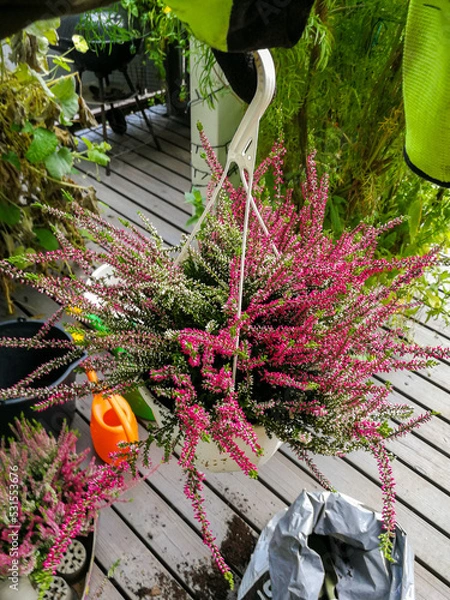 Obraz Planting heather