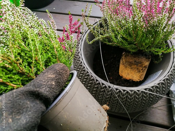 Obraz Planting heather