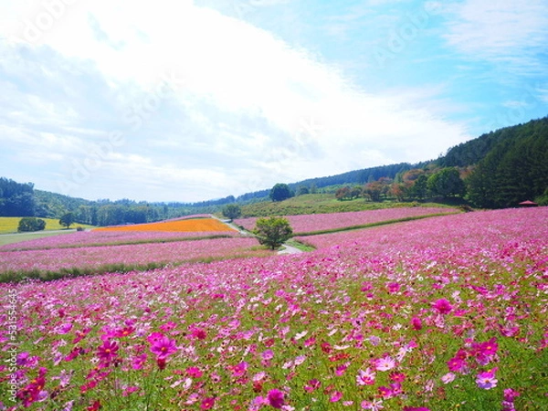 Obraz 北海道の絶景 太陽の丘えんがる公園のコスモス風景
