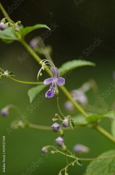 Fototapeta  Kariganesou (Tripora Divaricata (Maxim.) P.D.Cantino),  perennial herbs classified in the Perilla family 