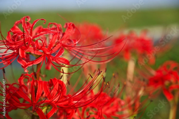 Obraz 秋の花　ヒガンバナ