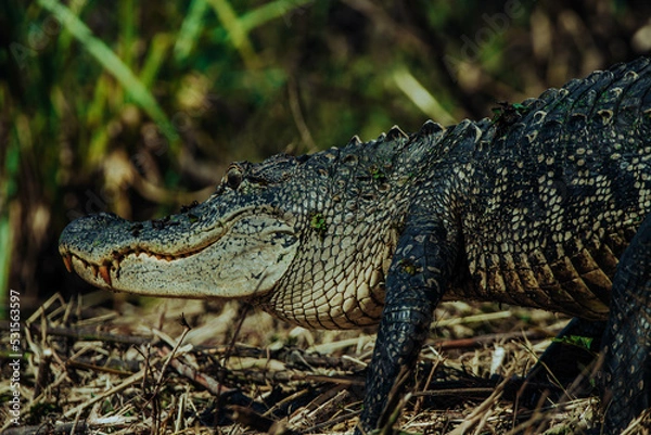 Fototapeta alligator in the swamp