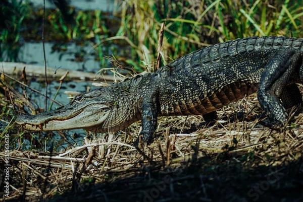 Fototapeta Alligator