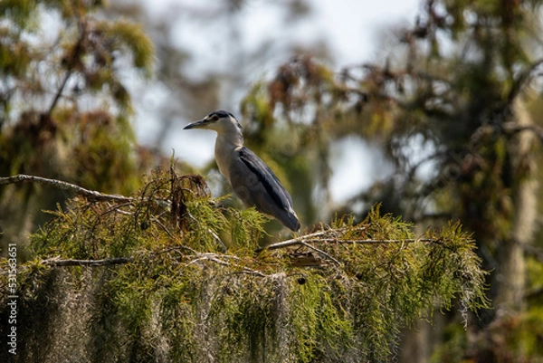Fototapeta heron