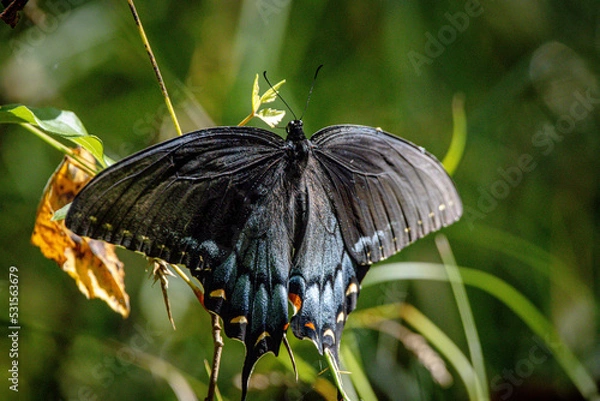 Fototapeta butterfly on a leaf