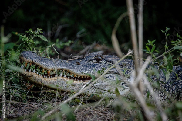 Fototapeta alligator in the swamp