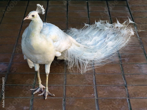 Obraz White Peacock