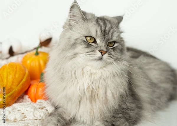 Obraz Fluffy gray masquerade cat lies next to pumpkins on a white background. Cozy autumn concept. Place for text. Happy Halloween.