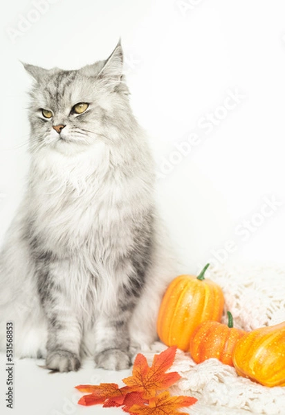 Obraz Portrait of a gray impudent cat on a white background. There are several pumpkins and a cozy knitted warm thing next to the cat.