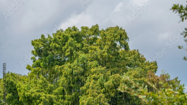 Fototapeta Riverside Tree