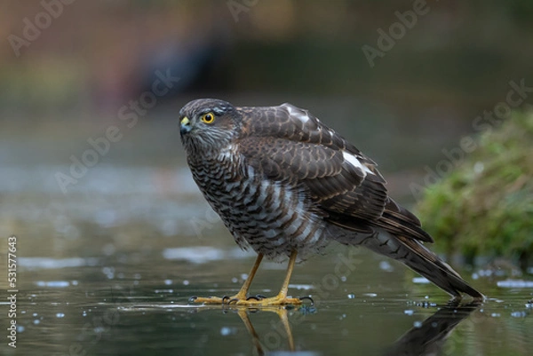 Obraz Sparrow hawk on slippery ice