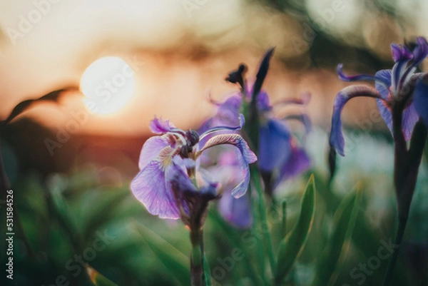 Fototapeta Sunset in the flower garden. Irises on the background of the setting sun.