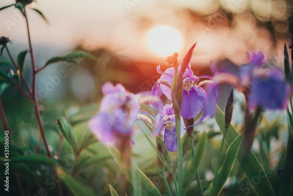 Fototapeta Sunset in the flower garden. Irises on the background of the setting sun.