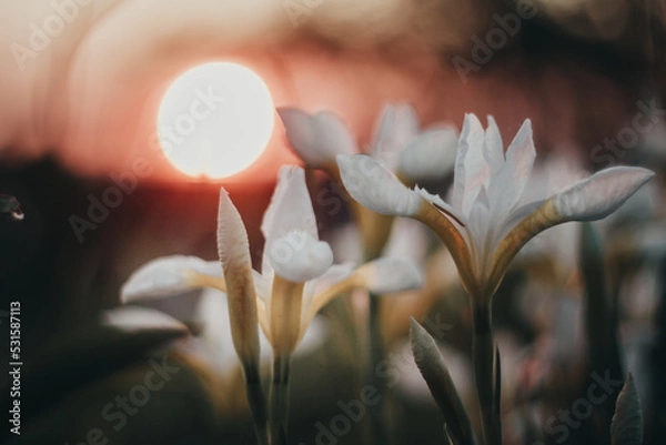 Fototapeta Sunset in the flower garden. White iris on the background of the setting sun.