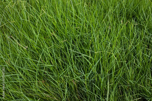 Fototapeta Green grass full frame