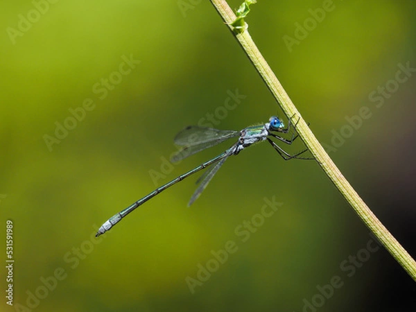 Obraz アオイトトンボ