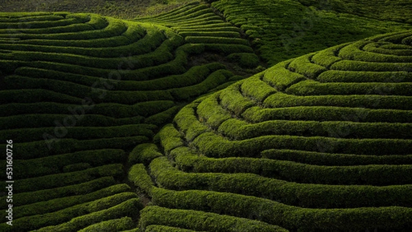 Obraz Green tea plantation with beautiful light