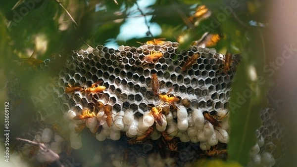 Fototapeta Hexagonal cells with larva of common yellow wasp or Ropalidia marginata. Exposed center of wasp's nest with grubs visible, in early stages of construction in spring