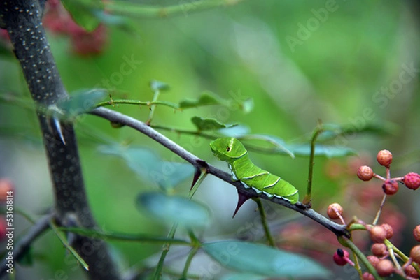 Obraz アゲハチョウの幼虫