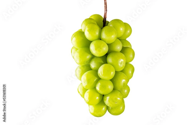 Obraz シャインマスカット透過