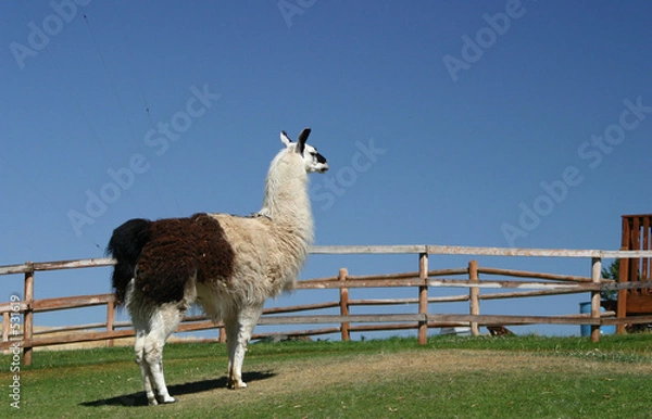 Obraz llama 3