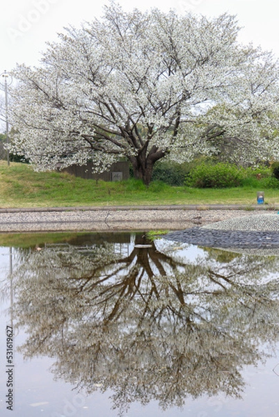 Fototapeta 大島桜、鏡像