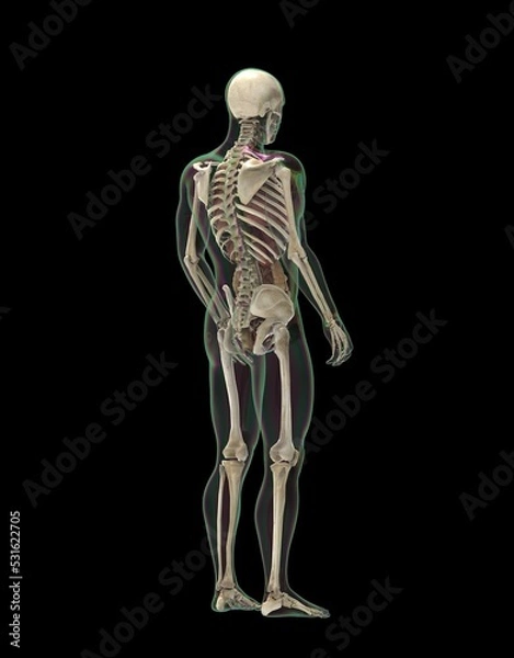 Fototapeta 人間の骨格と内蔵
