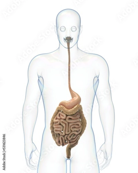 Fototapeta 人体の消化器のイラスト