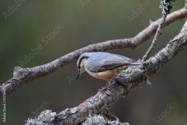 Obraz Aves, pájaros