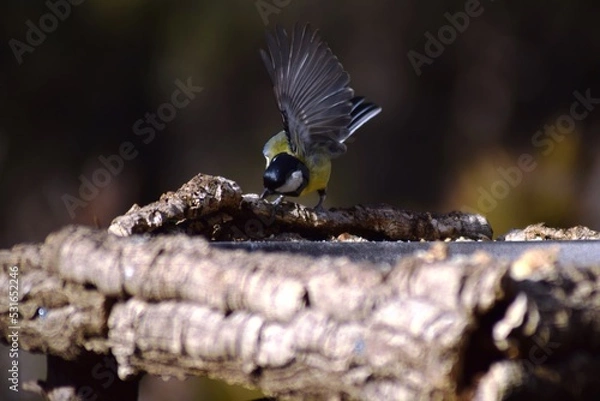 Obraz Aves, pájaros