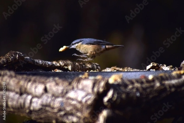 Obraz Aves, pájaros