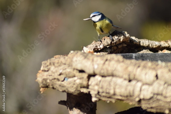 Obraz Aves, pájaros