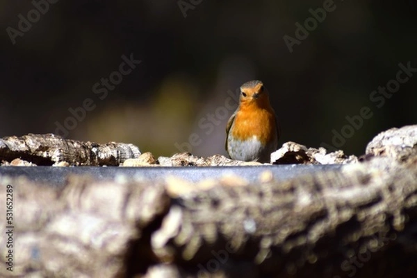 Obraz Aves, pájaros