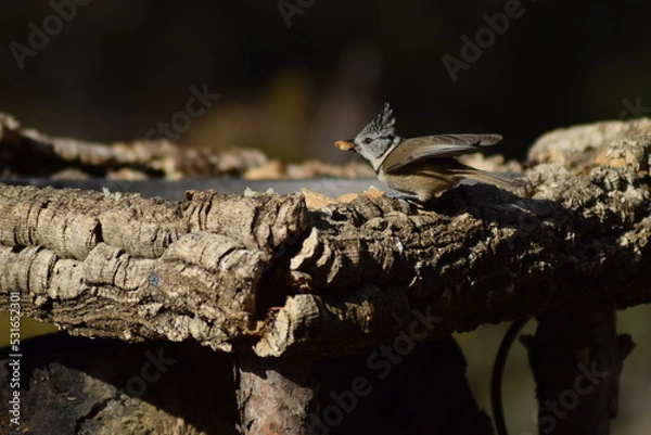 Obraz Aves, pájaros