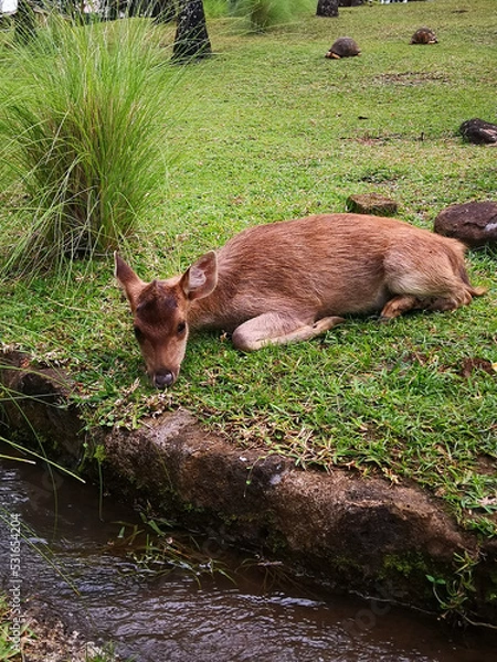 Obraz deer in the woods