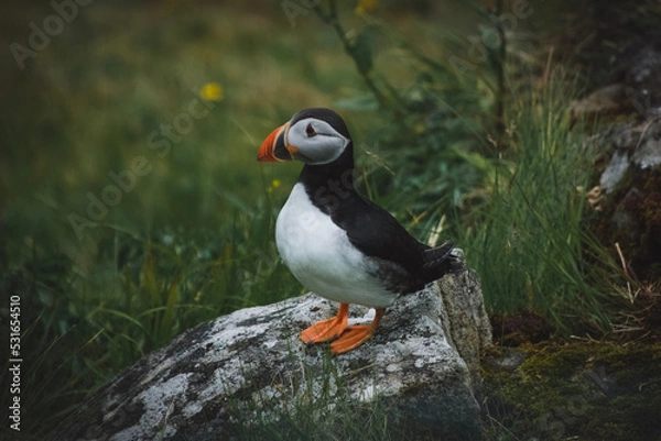Obraz atlantic puffin or common puffin