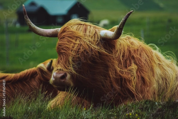 Obraz scottish highland cow