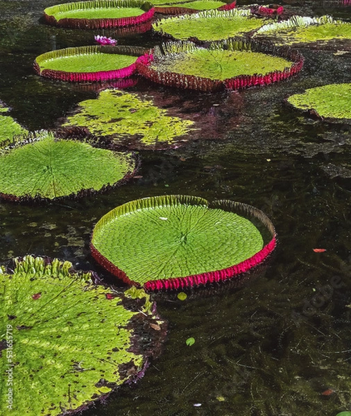 Obraz water lily pond