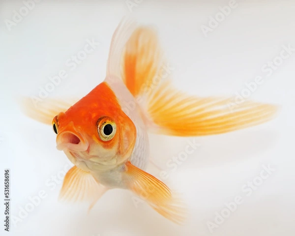 Obraz Gold Fish