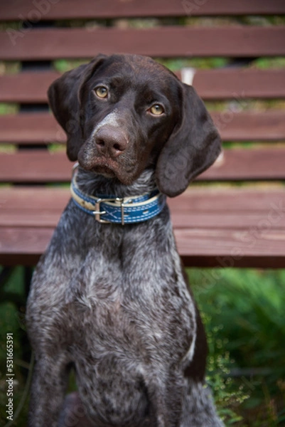 Obraz Portrait of Kurtzhaar against the background of a wooden bench .