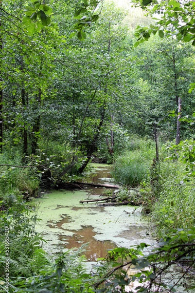 Fototapeta wild overgrown with algae forest river deep in the thicket of the forest