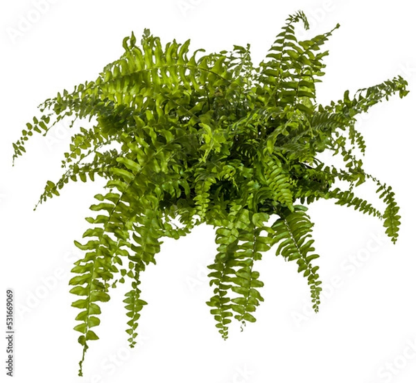 Fototapeta green leaves of fern plant isolated on a transparent background - png - image compositing footage