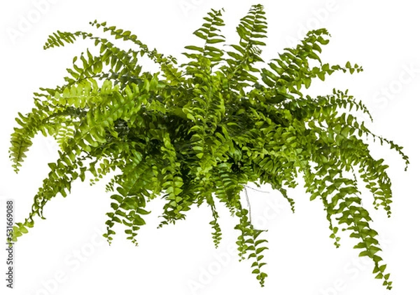 Fototapeta green leaves of fern plant isolated on a transparent background - png - image compositing footage - alpha channel 