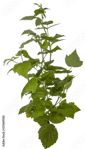 Obraz green leaves of a redberry bush / blackberry bush isolated on transparent background - png - image compositing footage