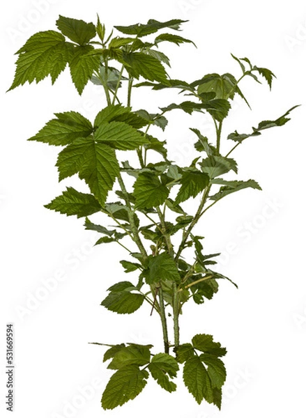 Obraz green leaves of a redberry bush / blackberry bush isolated on transparent background - png - image compositing footage - alpha channel 