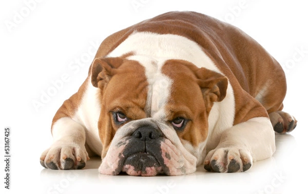 Obraz wściekły pies