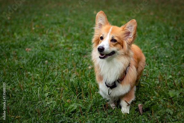 Fototapeta Corgi dog on a green field. Close-up
